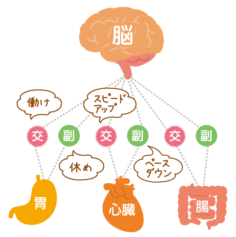 自律神経の仕組み図解